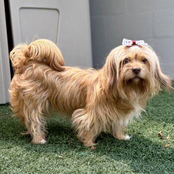 Sofia -  Maltese Dog for Adoption in Fullerton, Pennsylvania - Sofia | PetCurious