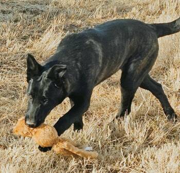 Dutch Shepherd and Belgian Shepherd Malinois Dogs Available for Adoption in Imlay City, Michigan - Cotton River Pups In NM | PetCurious