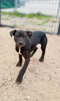 Mixed Breed Dogs Available for Adoption in Muskegon, Michigan - Levi | PetCurious