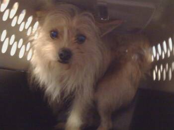 Cairn Terrier and Mixed Breed Dogs Available for Adoption - TEDDY | PetCurious