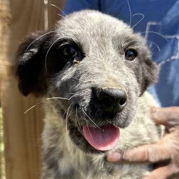 Labrador Retriever Dogs Available for Adoption - Scone - Local April 10-12 | PetCurious