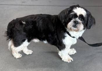 Pen 226 Ronnie -  Shih Tzu Dog for Adoption in Lawrenceville, Georgia - Pen 226 Ronnie | PetCurious