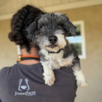 Schnauzer Dogs Available for Adoption in Ramona, California - Scrabble | PetCurious
