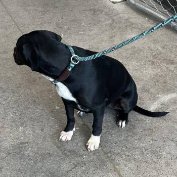 111151 -  Mixed Breed Dog for Adoption in Las Cruces, New Mexico - 111151 | PetCurious