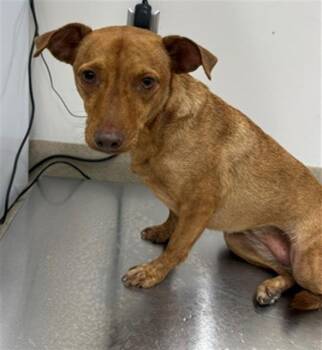 PIECES -  Anatolian Shepherd and Chihuahua Dog for Adoption in Baytown, Texas - PIECES | PetCurious