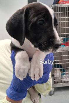 Barby -  Pointer and Bluetick Coonhound Dog for Adoption in Maynardville, Tennessee - Barby | PetCurious