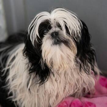 Shih Tzu Dogs Available for Adoption - Annie (F26-54) | PetCurious