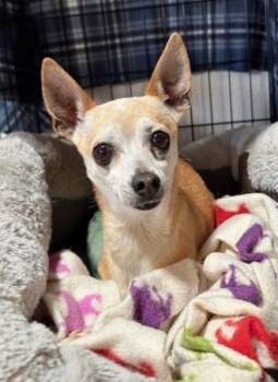 Chihuahua Dogs Available for Adoption - Dulce | PetCurious
