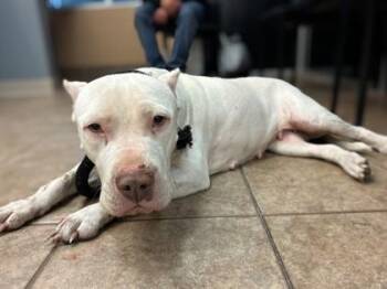 American Bulldog and Mixed Breed Dogs Available for Adoption - Blanche | PetCurious