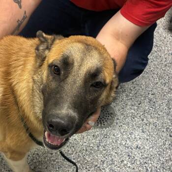 Hercules -  Anatolian Shepherd and Mixed Breed Dog for Adoption in Birmingham, Alabama - Hercules | PetCurious