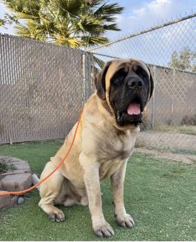 SMALLS -  Mastiff Dog for Adoption in Glendale, Arizona - SMALLS | PetCurious