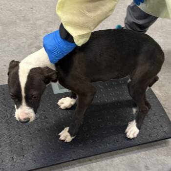 Jeffia -  Mixed Breed Dog for Adoption in Las Cruces, New Mexico - Jeffia | PetCurious