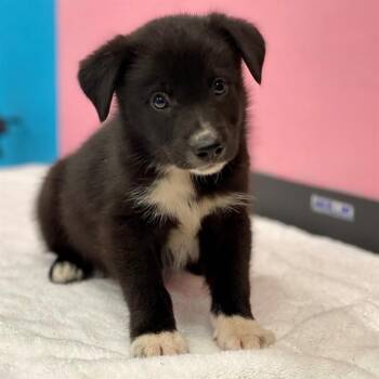 FLINT -  Mixed Breed Dog for Adoption in Edmond, Oklahoma - FLINT | PetCurious