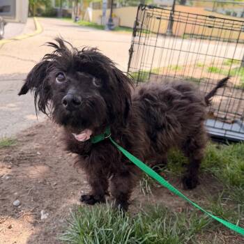 Maltese Dogs Available for Adoption in Indianapolis, Indiana - Olive | PetCurious