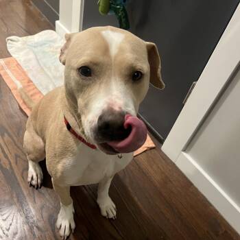 Mixed Breed Dogs Available for Adoption - Cody | PetCurious