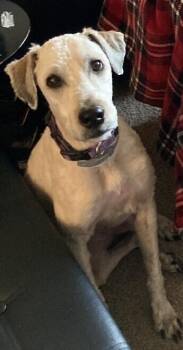 Ellie -  Wheaten Terrier Dog for Adoption in New Braunfels, Texas - Ellie | PetCurious