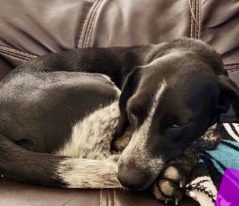 Rescue German Shorthaired Pointer and Coonhound Dogs for Adoption in Tulsa, Oklahoma - Yvette | PetCurious