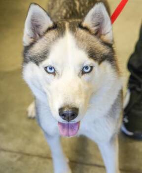 Siberian Husky and Mixed Breed Dogs Available for Adoption in Bowling Green, Kentucky - Cookie | PetCurious