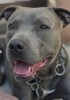 Rescue American Bully and Pit Bull Terrier Dogs for Adoption in Pasadena, California - Blue | PetCurious