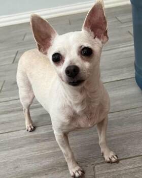 Rubix Cube (Ruby) -  Chihuahua Dog for Adoption in College Station, Texas - Rubix Cube (Ruby) | PetCurious