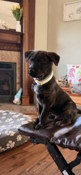 Mixed Breed Dogs Available for Adoption in Evansville, Indiana - Xander | PetCurious