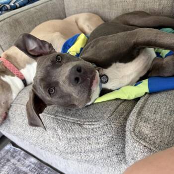 Pit Bull Terrier Dogs Available for Adoption in Ferndale, Michigan - Garbanzo | PetCurious