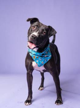 Sweethart -  Mixed Breed Dog for Adoption in Atlanta, Georgia - Sweethart | PetCurious
