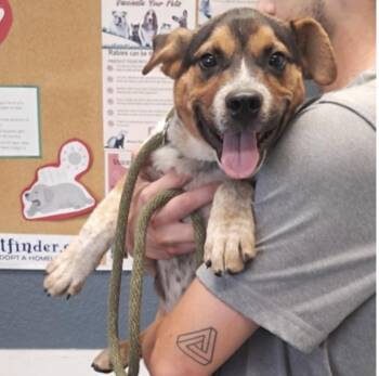 Howie -  Cattle Dog Dog for Adoption in Hollister, Missouri - Howie | PetCurious