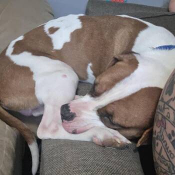 Pit Bull Terrier Dogs Available for Adoption in Brainerd, Minnesota - Enzo | PetCurious