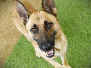 SHEBA -  German Shepherd Dog Dog for Adoption in Tallahassee, Florida - SHEBA | PetCurious