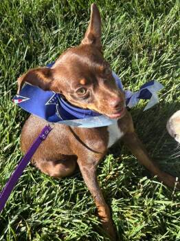 Coco -  Miniature Pinscher and Chihuahua Dog for Adoption in Evergreen, Colorado - Coco | PetCurious