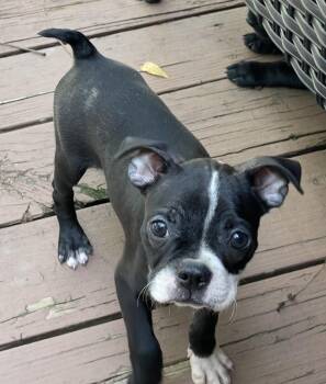 Dottie -  French Bulldog and Boston Terrier Dog for Adoption in Overland Park, Kansas - Dottie | PetCurious