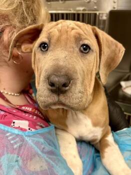 Mixed Breed Dogs Available for Adoption - Cinnamon | PetCurious