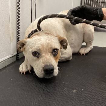 Rescue English Bulldog and Cattle Dog Dogs for Adoption in Abilene, Texas - Cynthia | PetCurious