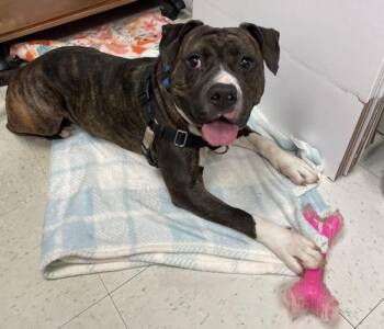 Bear/ Bug Eyed Frank -  Pit Bull Terrier Dog for Adoption in Roanoke, Virginia - Bear/ Bug Eyed Frank | PetCurious