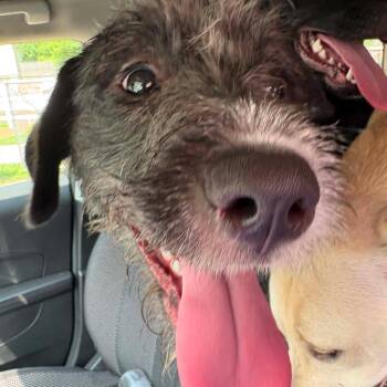 Lucille -  Mixed Breed Dog for Adoption in Huntington, West Virginia - Lucille | PetCurious