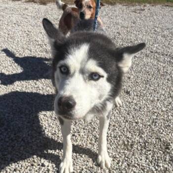 Lady Bug -  Siberian Husky Dog for Adoption in Normal, Illinois - Lady Bug | PetCurious