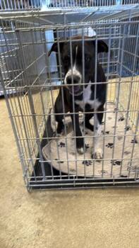 Found stray: Widdow -  Pit Bull Terrier Dog for Adoption in Rockwall, Texas - Found Stray: Widdow | PetCurious