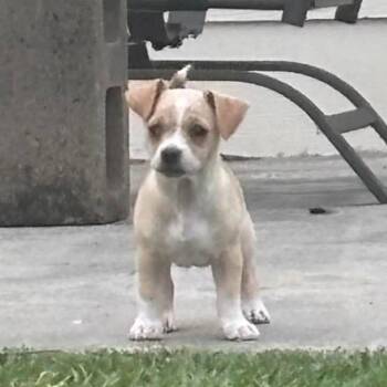 Chihuahua Dogs Available for Adoption in Montgomery, Texas - Honey | PetCurious