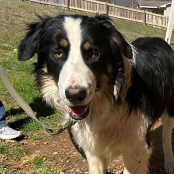 Australian Shepherd and Border Collie Dogs Available for Adoption - Tombstone Talent | PetCurious