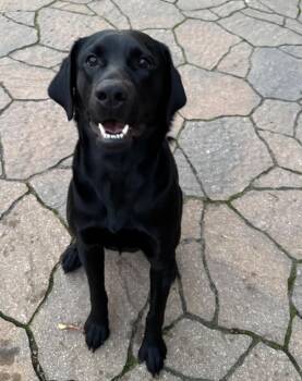 Labrador Retriever Dogs Available for Adoption in Johnston, Iowa - Rex | PetCurious