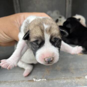 Shepherd and Mixed Breed Dogs Available for Adoption - Shelina | PetCurious