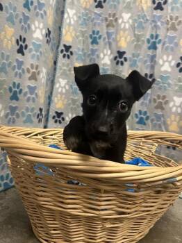 Labrador Retriever and Pit Bull Terrier Dogs Available for Adoption in Rosenberg, Texas - SCARLETT | PetCurious