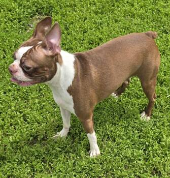 Boston Terrier Dogs Available for Adoption in Terre Haute, Indiana - Leah | PetCurious
