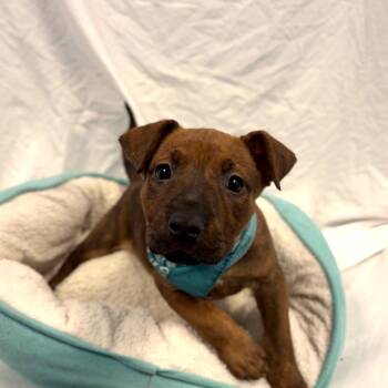 Mixed Breed Dogs Available for Adoption in Canal Winchester, Ohio - Buttercup | PetCurious