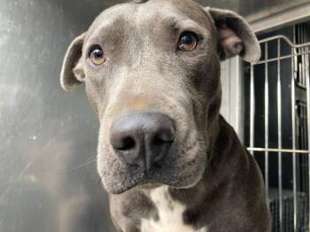 SNOOKUMS -  Mixed Breed and Pit Bull Terrier Dog for Adoption in Dallas, Texas - SNOOKUMS | PetCurious