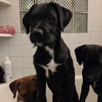 Rescue Puggle Dogs for Adoption in Elmwood Park, Wisconsin - Liam | PetCurious