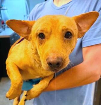 Simon -  Chihuahua and Mixed Breed Dog for Adoption in Bowling Green, Kentucky - Simon | PetCurious