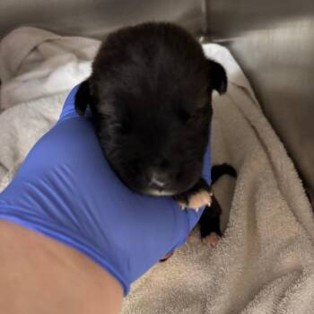 Gumbo -  Mixed Breed Dog for Adoption in Parrish, Alabama - Gumbo | PetCurious