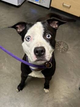 Rescue Mixed Breed Dogs for Adoption in Dekalb, Illinois - Stiffarm | PetCurious